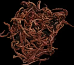 Metmask Medium - Baits - Metmask Medium